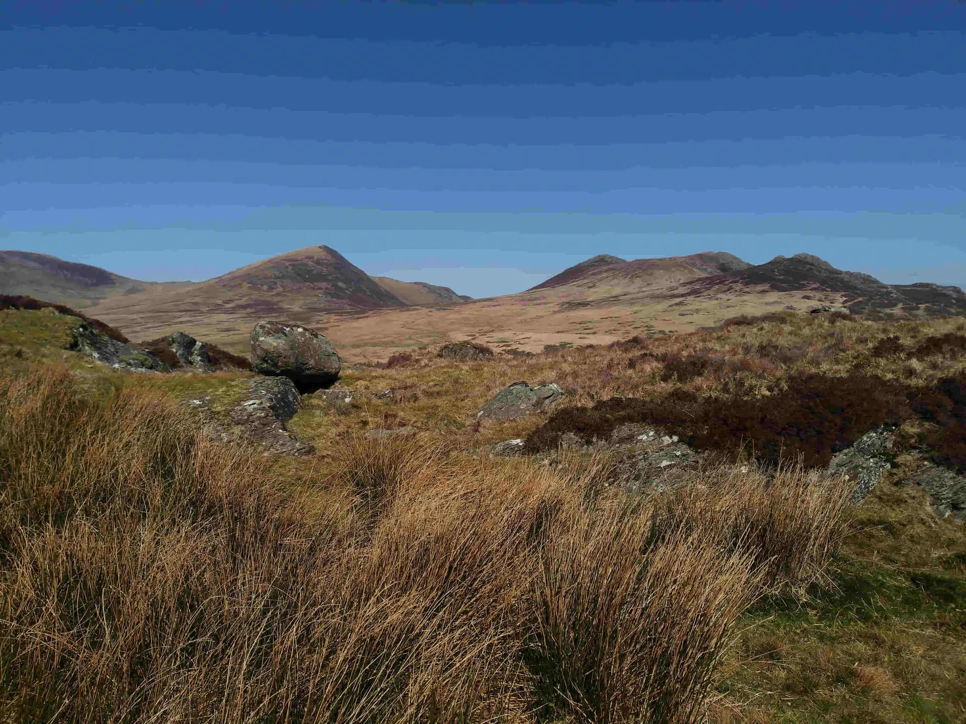 Upland acid grassland with Juncus effusus in the foreground
